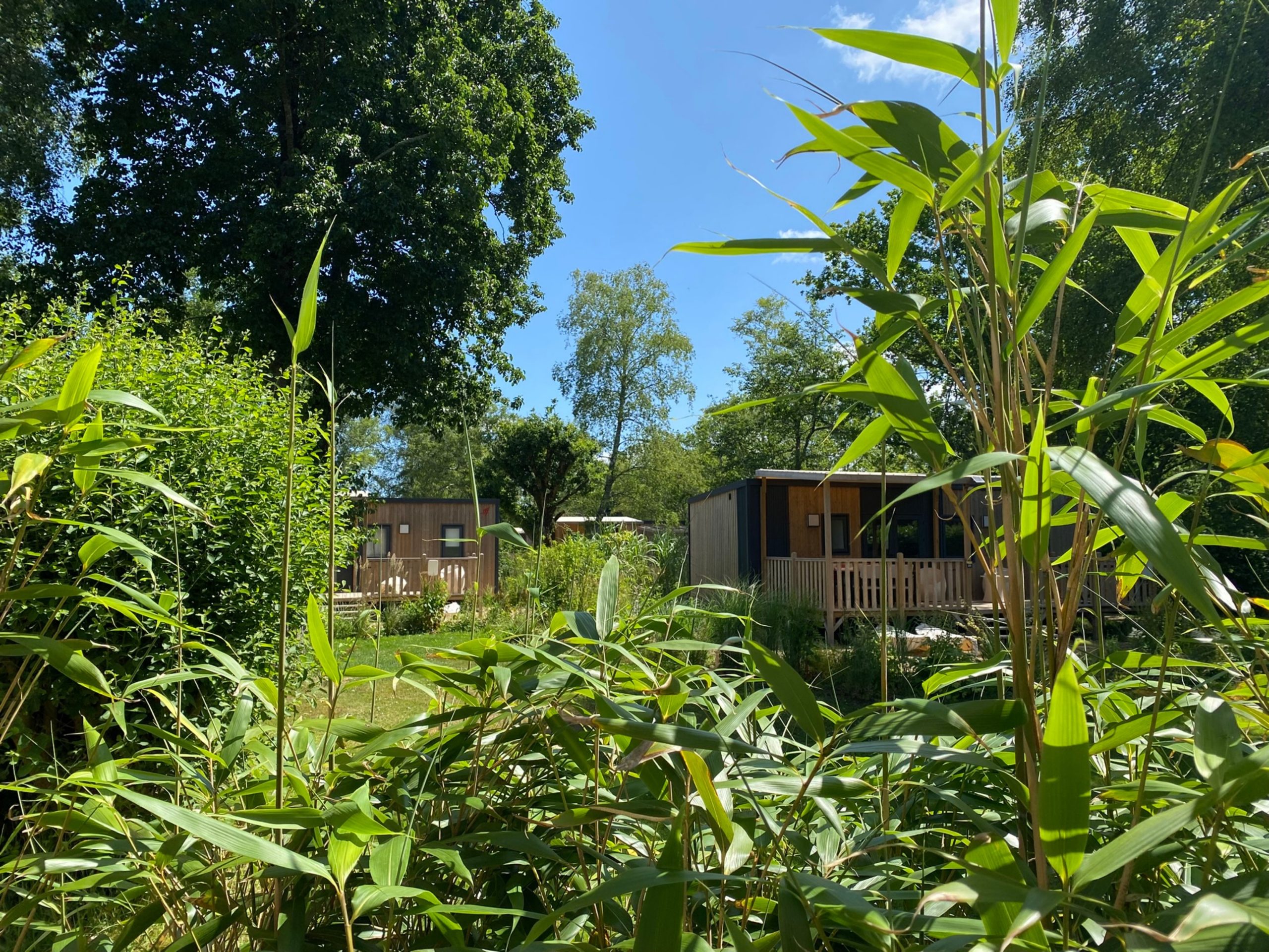 Végétation préservée dans le parc du Domaine de Mesqueau