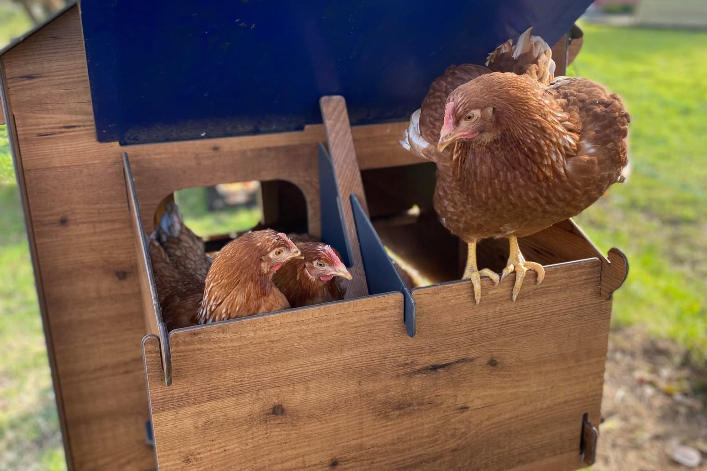 Poules de la mini-ferme du Domaine de Mesqueau